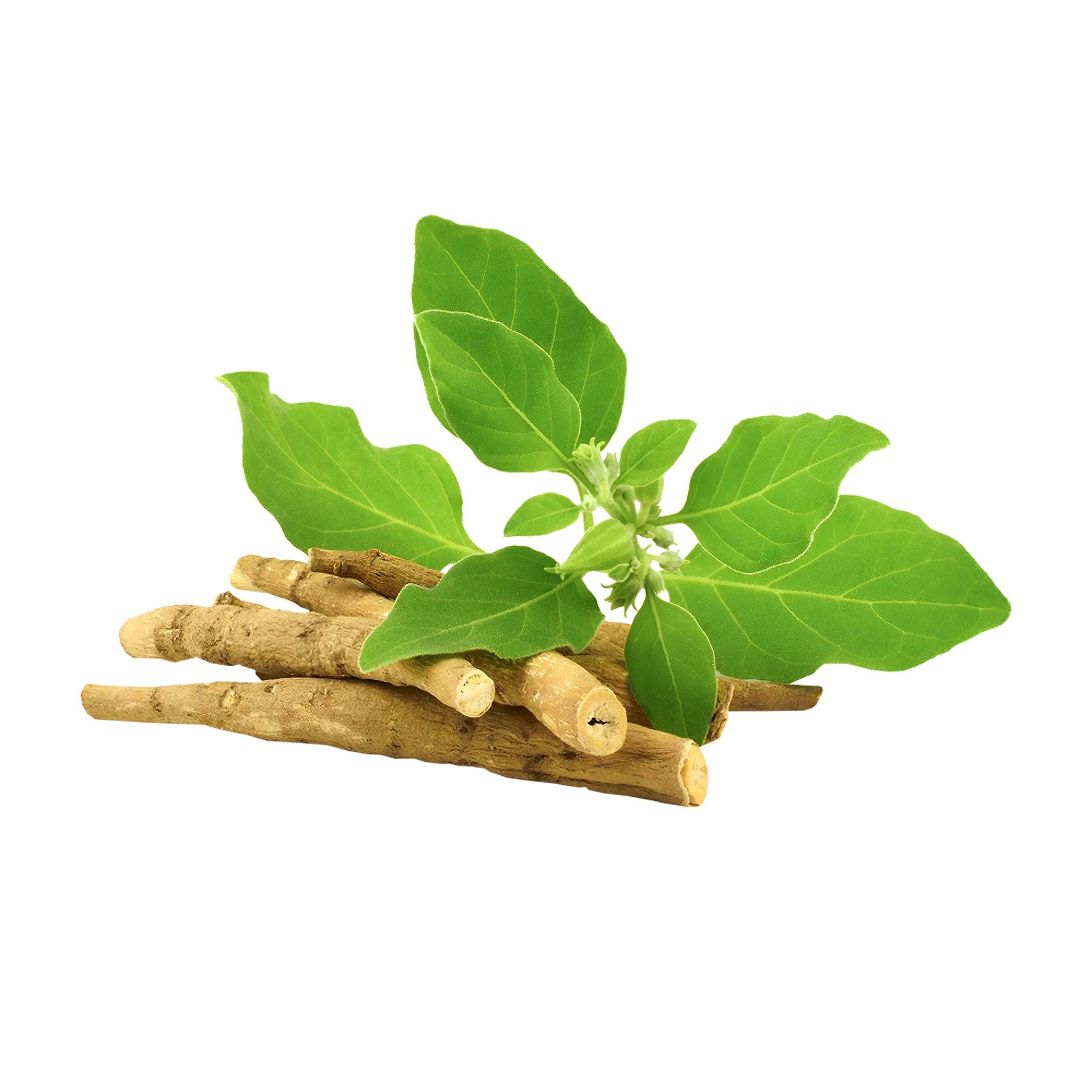 Ashwagandha [Withania Somnifera]