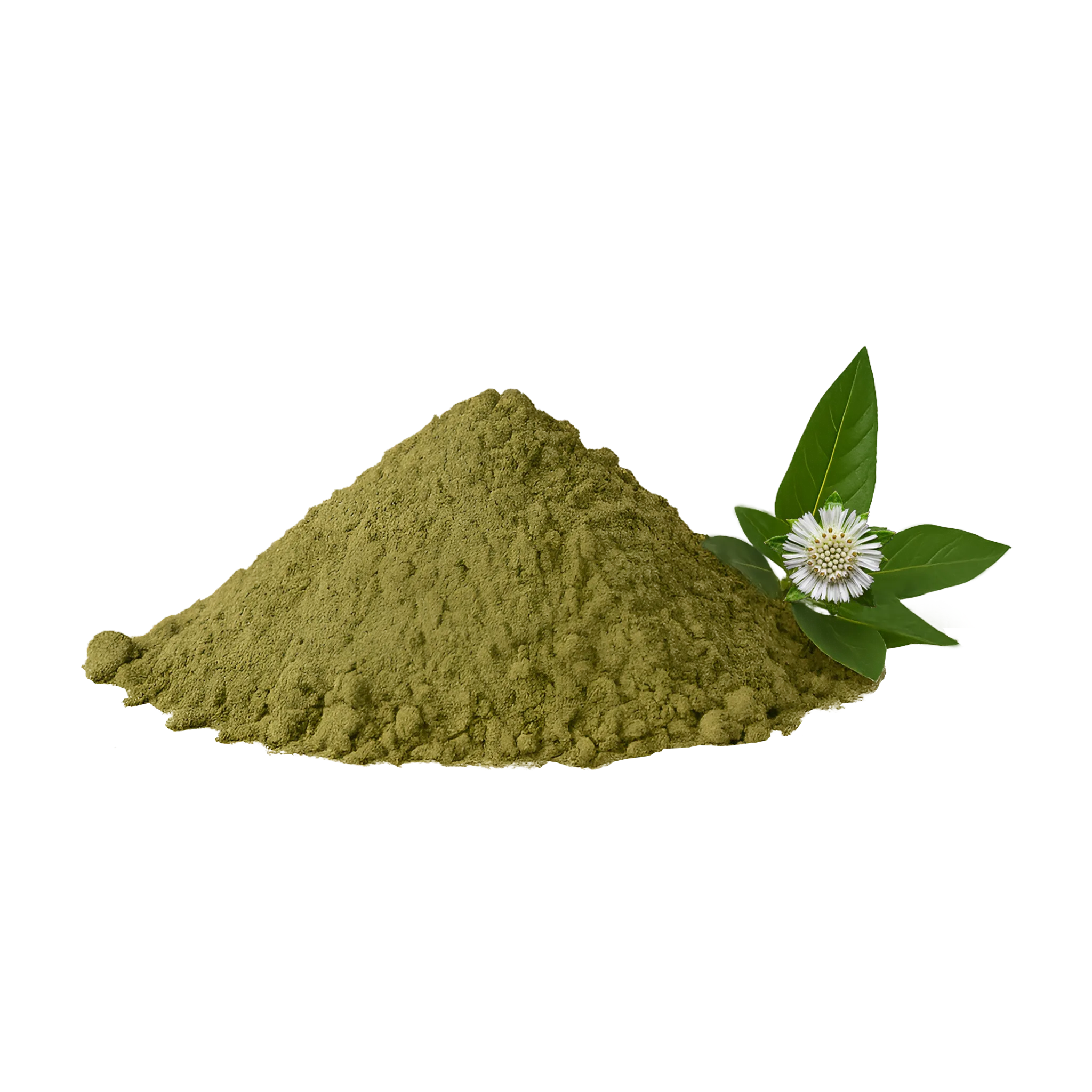 Bhringraj [Eclipta Alba]