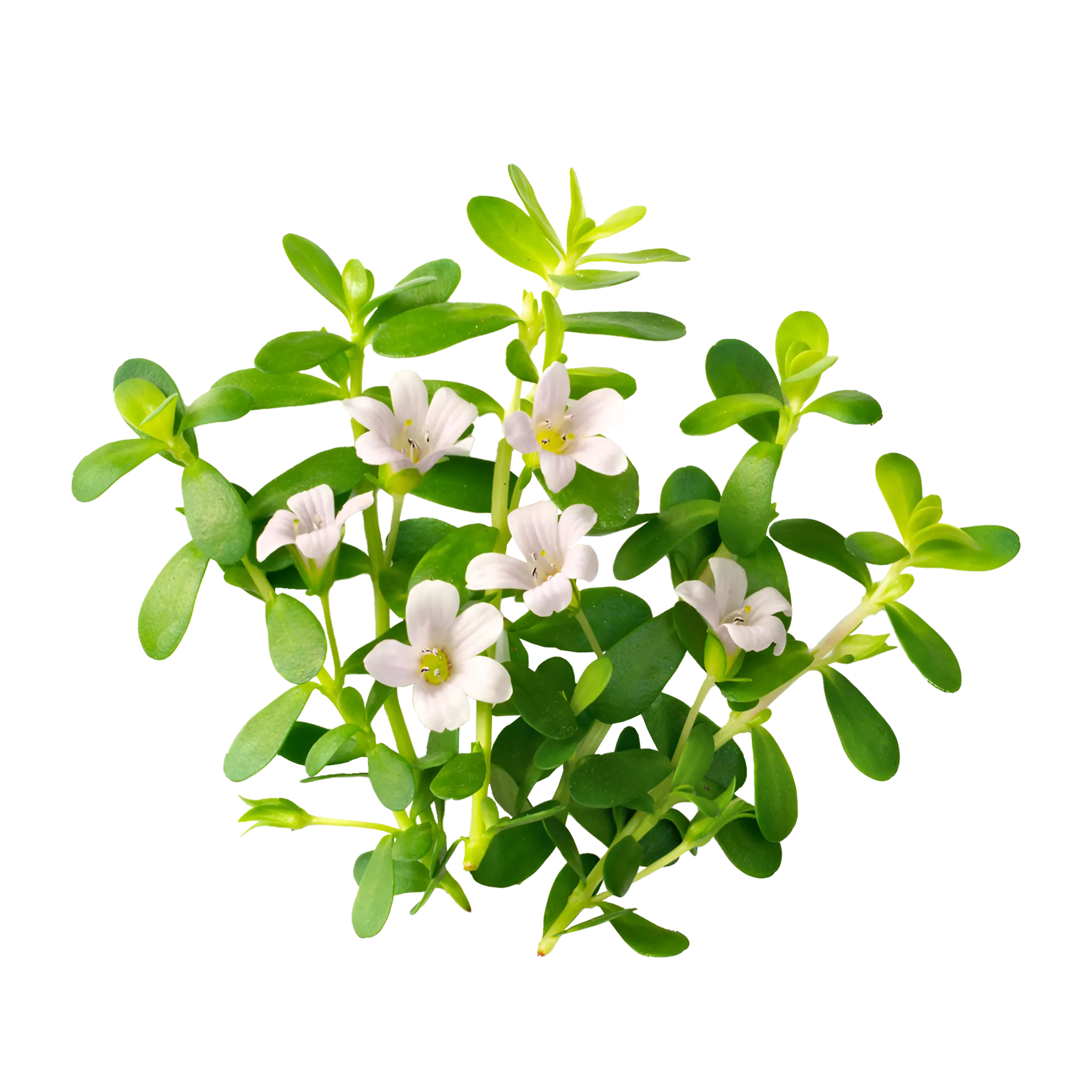 Brahmi [Bacopa Monnieri]