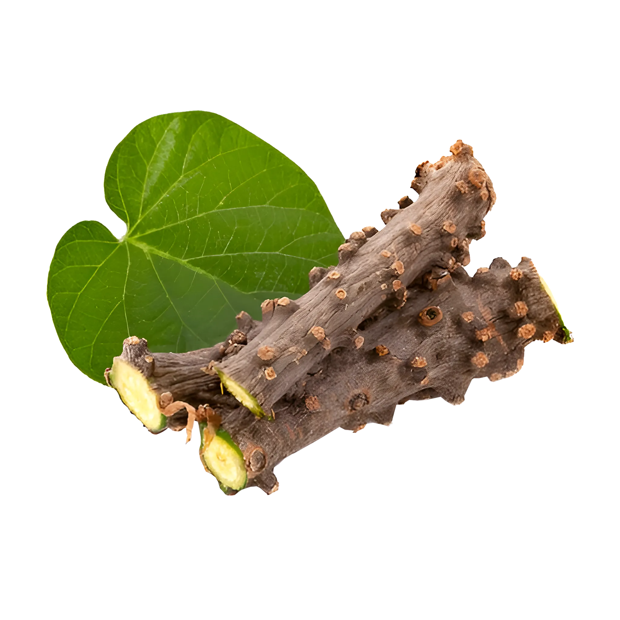 Giloy [Tinospora Cordifolia]