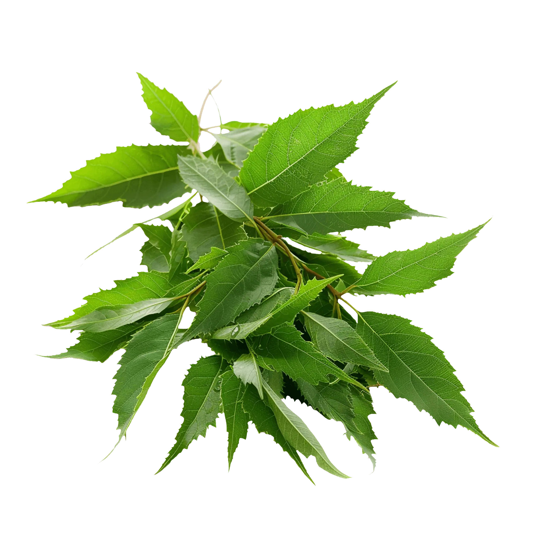 Neem [Azadiracta Indica]