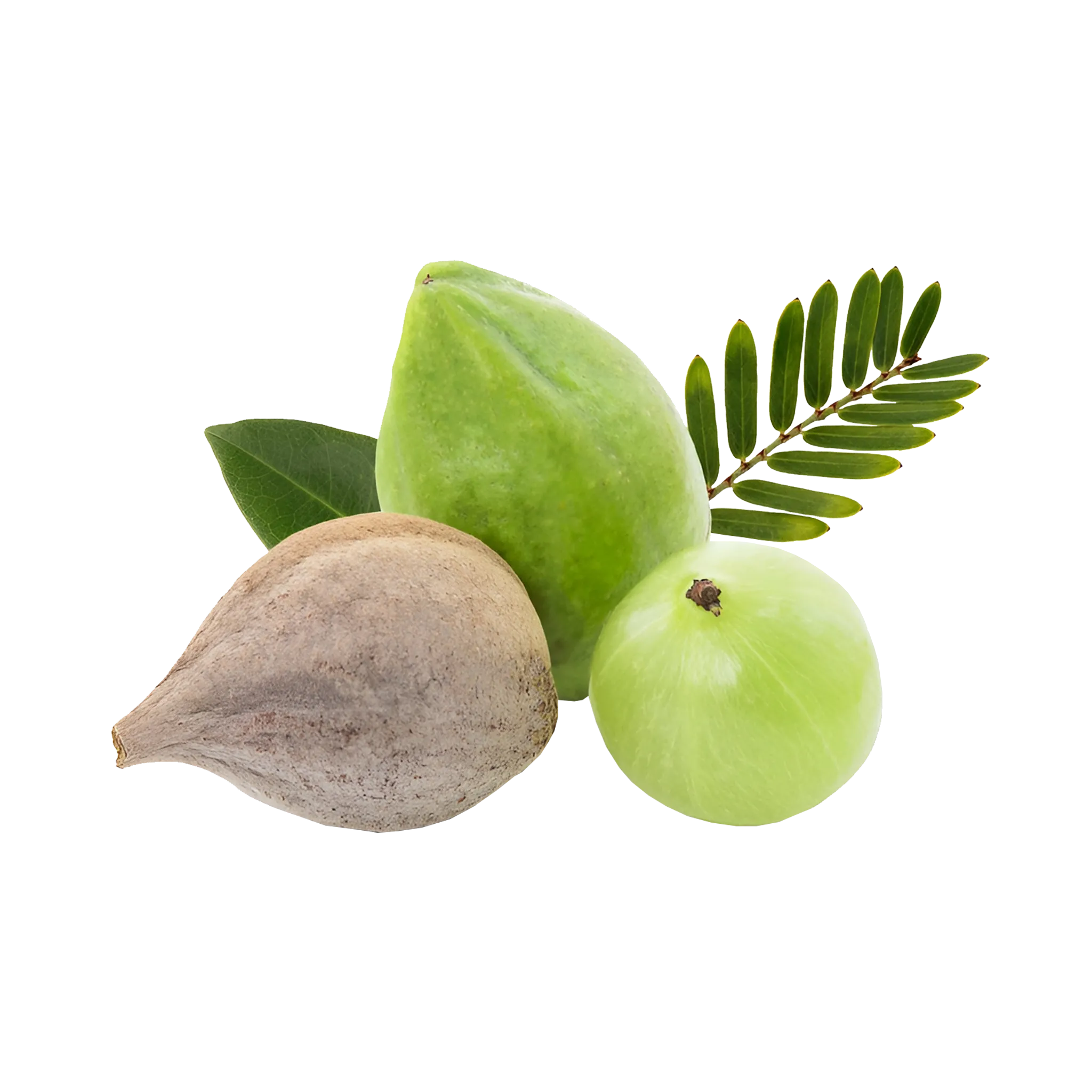 Triphala [Pharmacopoeial]